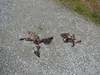 Deborah Kelley > Small Dead Animal (racoon)