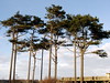 Deborah Kelley > Wind-blown trees at Fort Worden